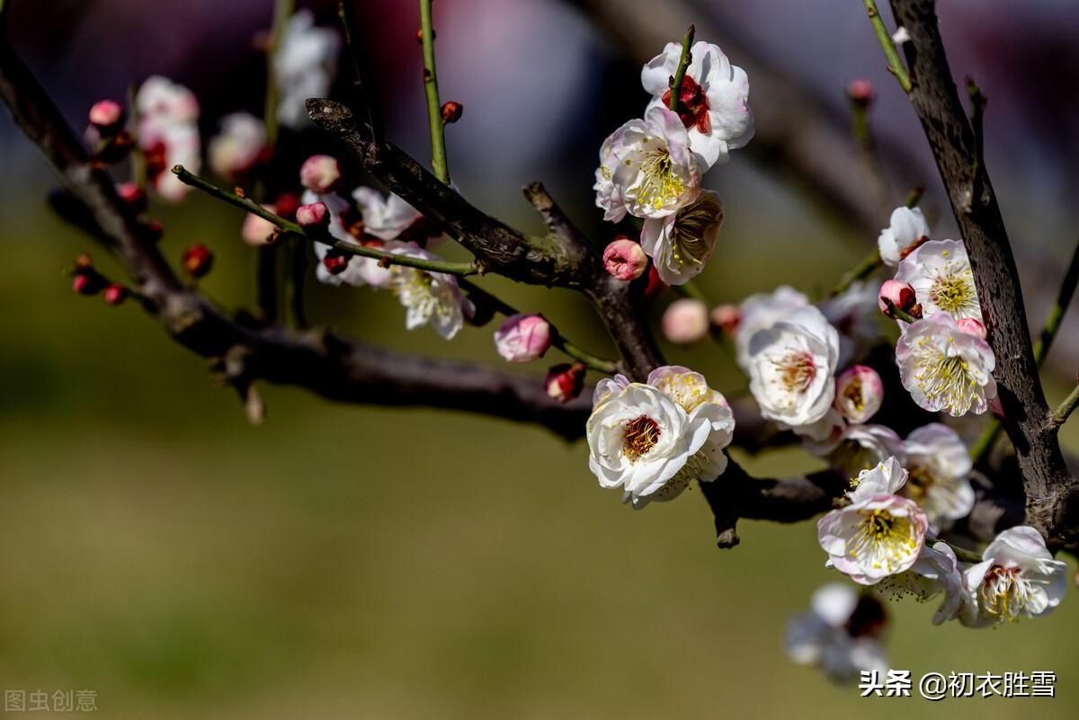 腊日梅花七首古诗（冲风迎腊日，梅有犯寒枝）