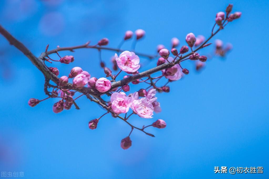 韩偓深冬梅花三首古诗（冻白雪为伴，寒香风是媒）