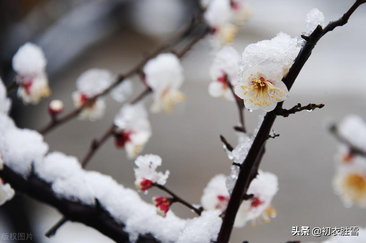 韩偓深冬梅花三首古诗（冻白雪为伴，寒香风是媒）