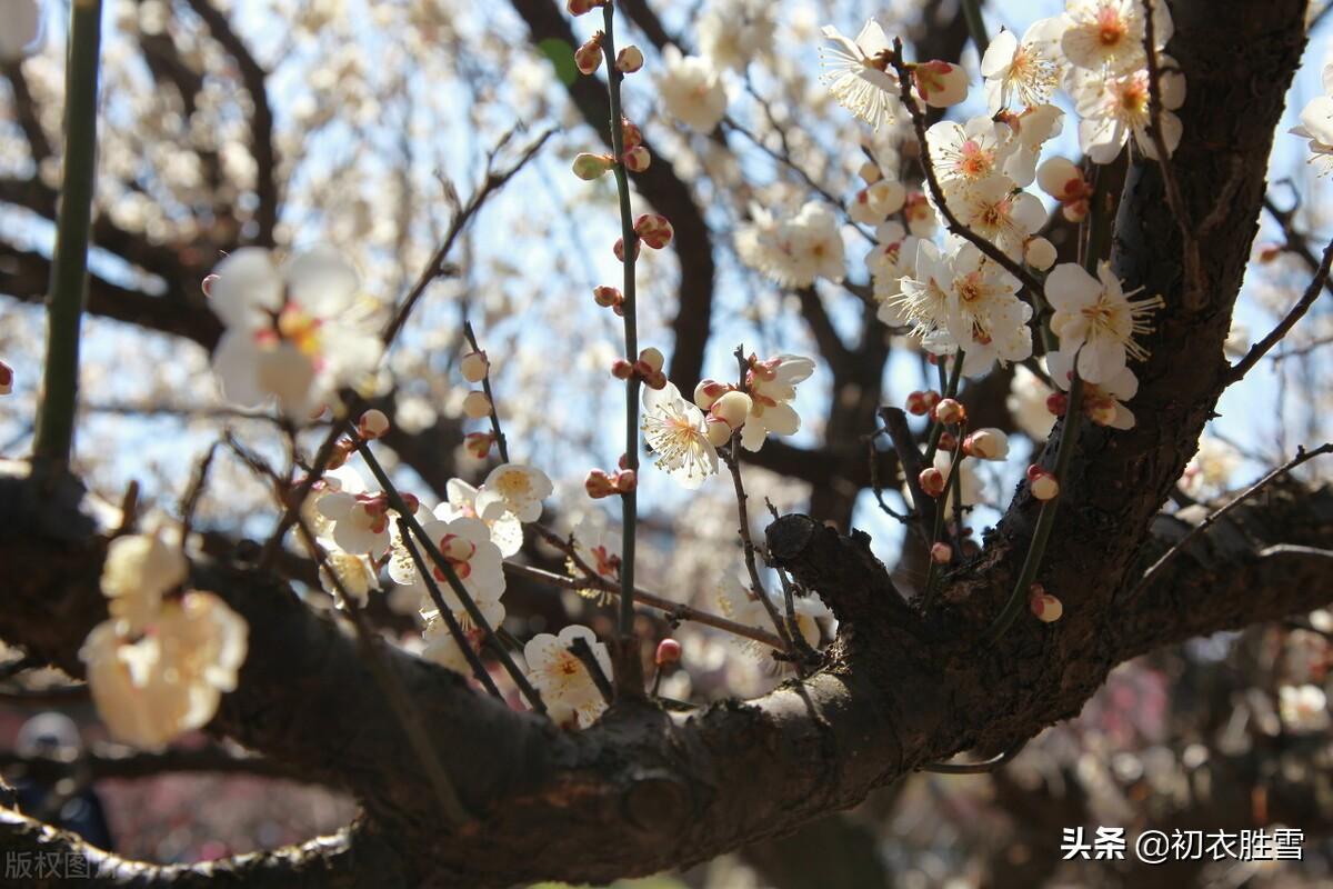 暮冬清丽四首古诗（北风吹雪尽，遥想折梅花）