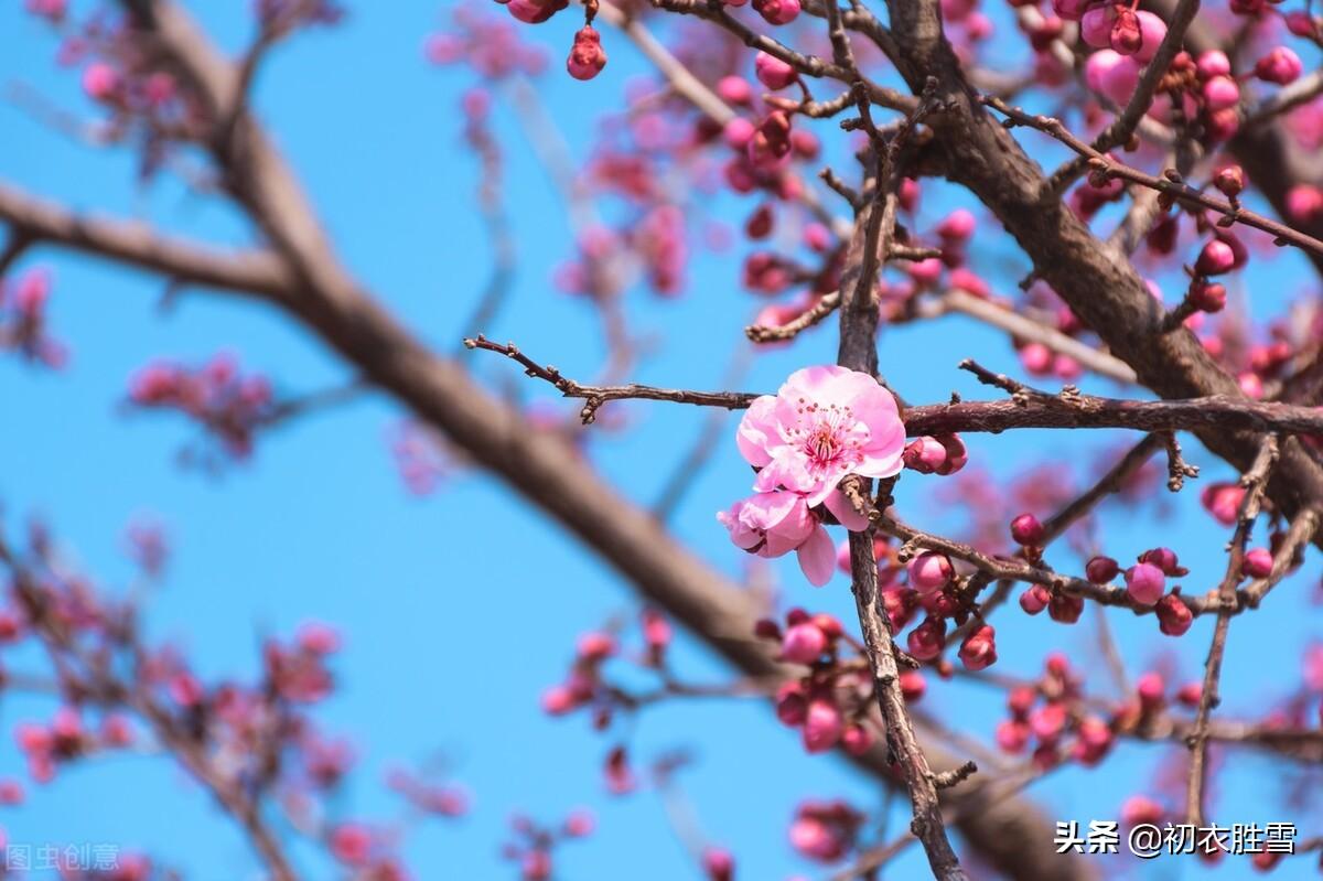 花信风之梅信六首古诗（腊酒正春梅信来，梅信先春到玉堂）