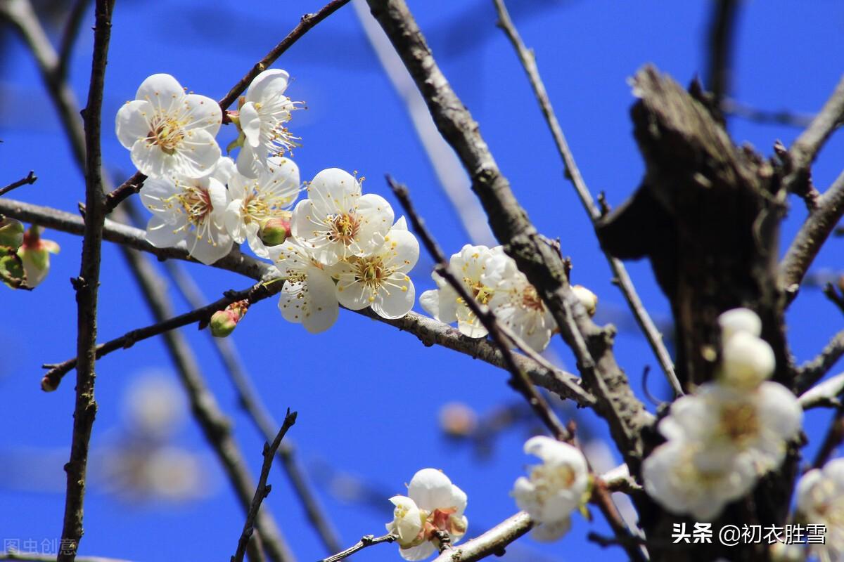 花信风之梅信六首古诗（腊酒正春梅信来，梅信先春到玉堂）