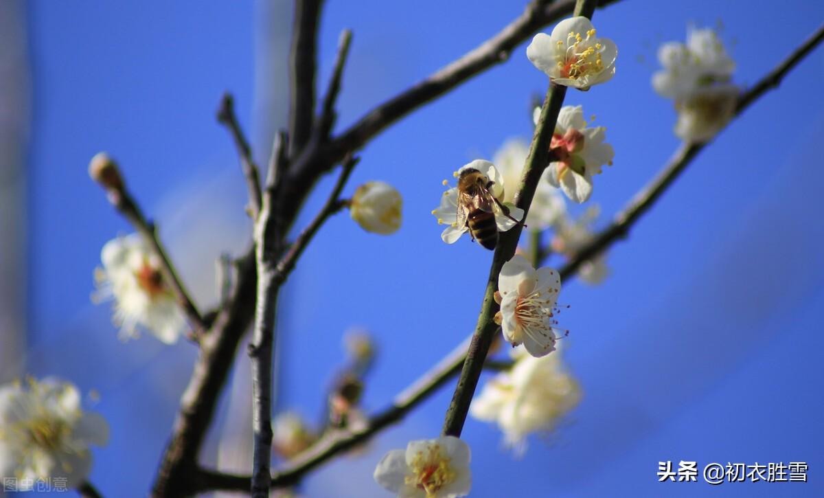 花信风之梅信六首古诗（腊酒正春梅信来，梅信先春到玉堂）