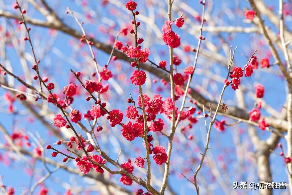 花信风之梅信六首古诗（腊酒正春梅信来，梅信先春到玉堂）