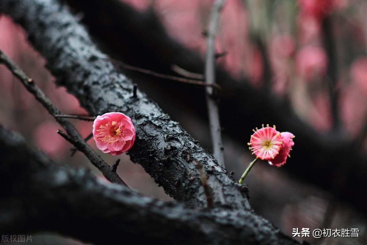 莫道新年贺客迟，红嫩青新总要诗（元旦明丽古诗五首）