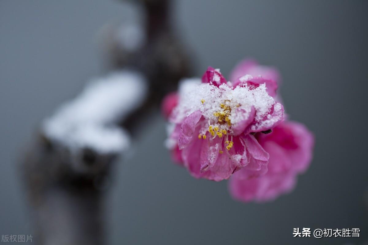 梅花绝句六首诗词（只见花时冰雪冻，不知花里有春风）