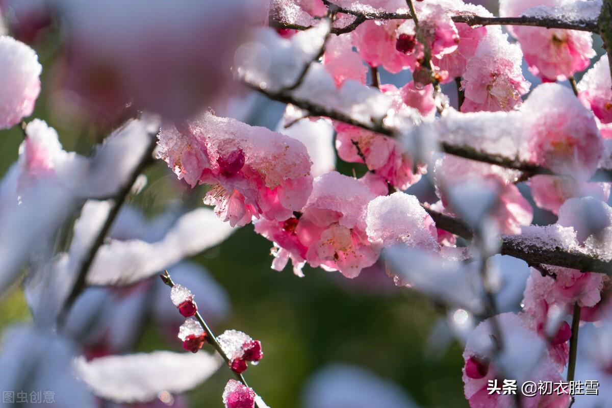 梅花绝句六首诗词（只见花时冰雪冻，不知花里有春风）