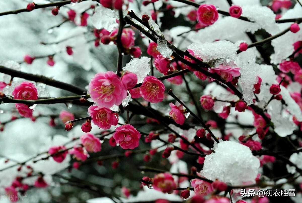 梅花绝句六首诗词（只见花时冰雪冻，不知花里有春风）