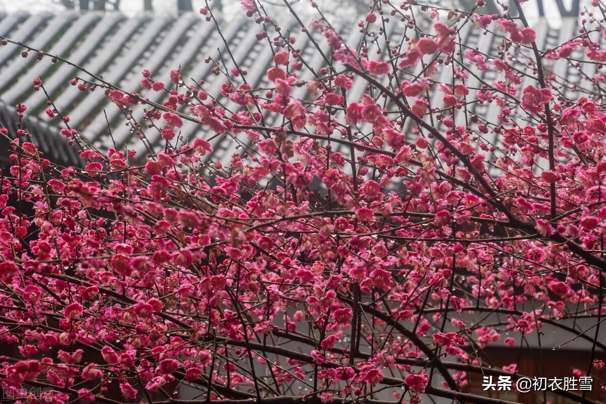 一种梅生禅老家，绝胜寻常桃杏花（红梅古诗八首）