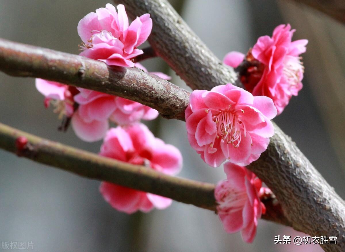 冬至梅花五首古诗（长至寒梅花正发，梅花先趁小寒开）