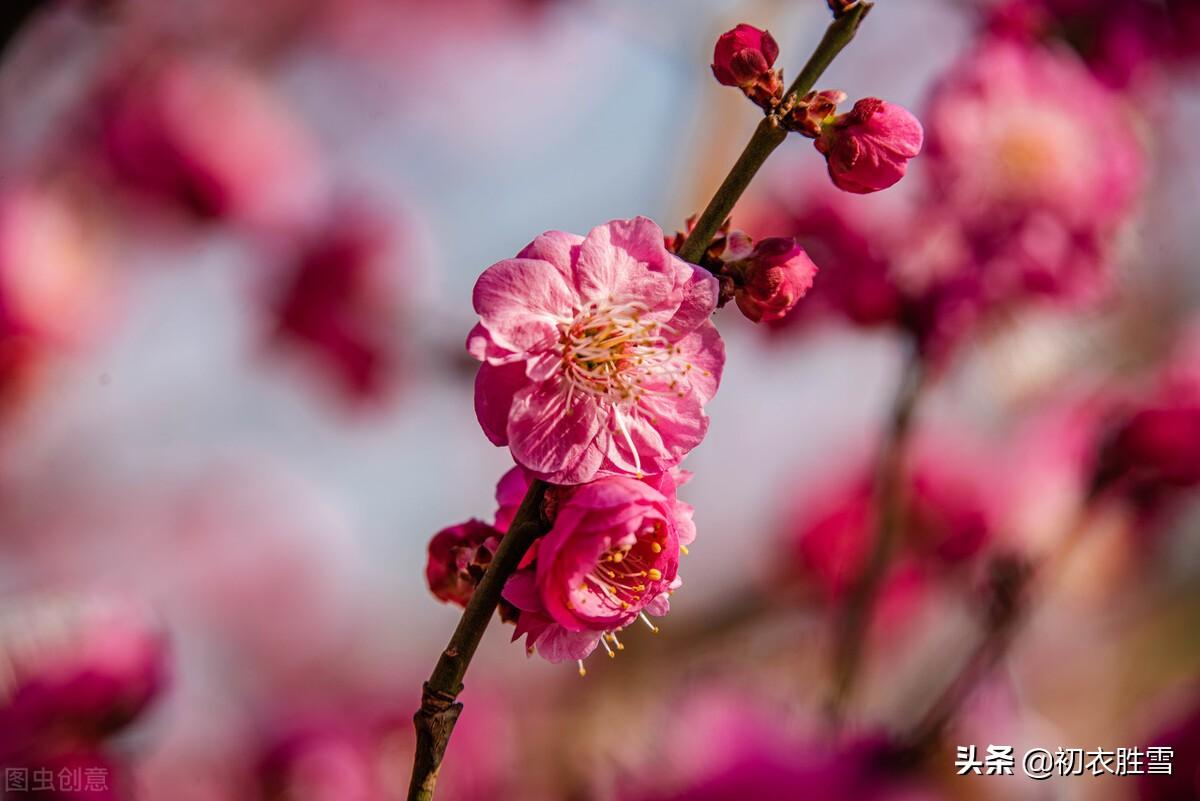 冬至梅花五首古诗（长至寒梅花正发，梅花先趁小寒开）