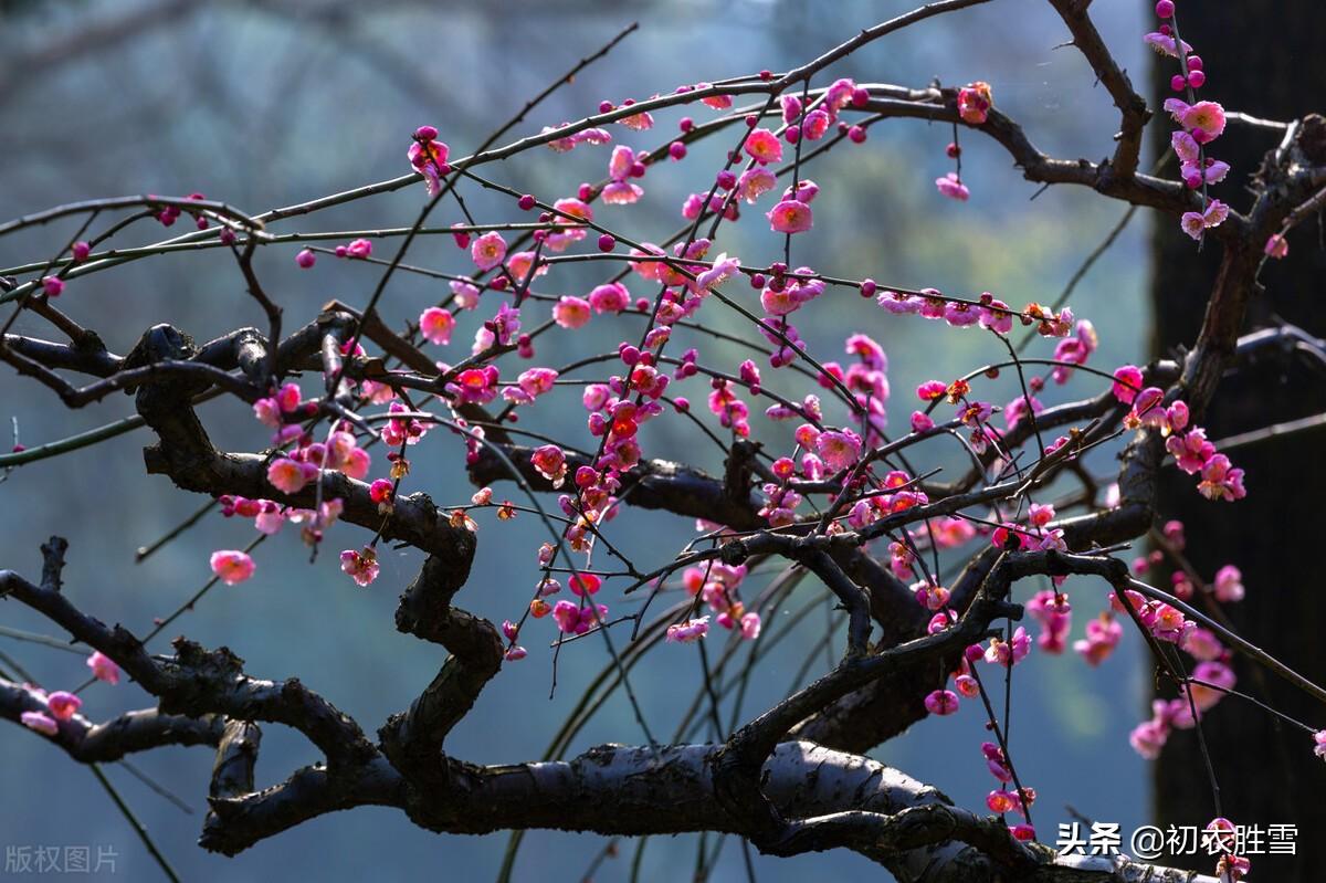 天地初心只是生，数点梅花天地心（仲冬梅花优美诗词）