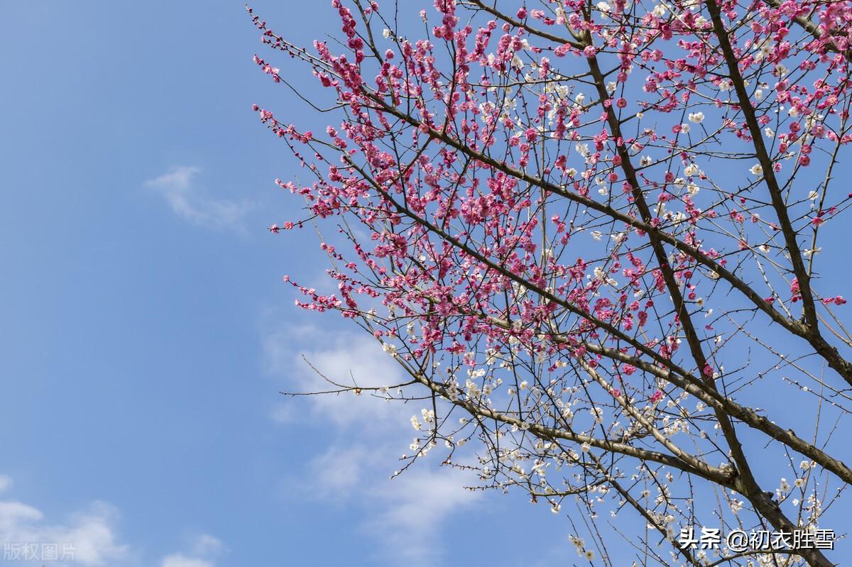 仲冬花开六首诗词（冬仲何殊春候暖，垄畔桃花自在开）