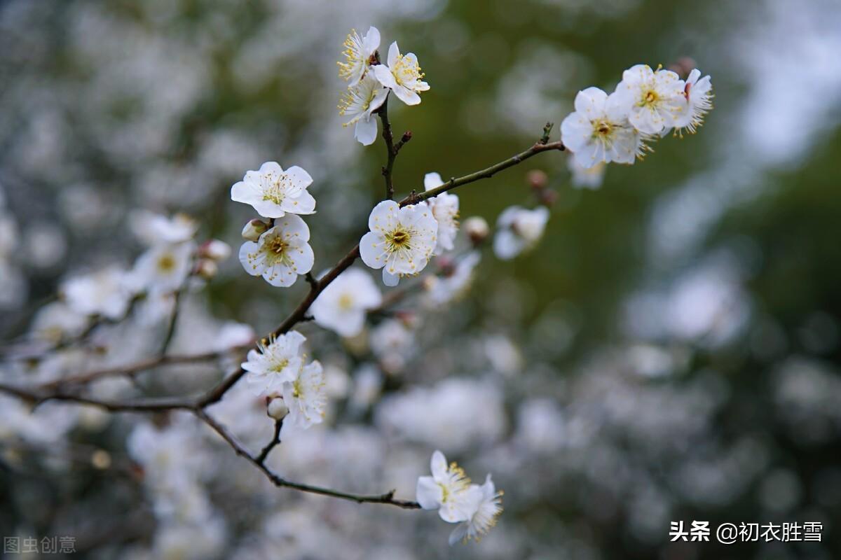 雪意垂垂浸碧虚，梅正开时雪意深（雪意古诗六首）