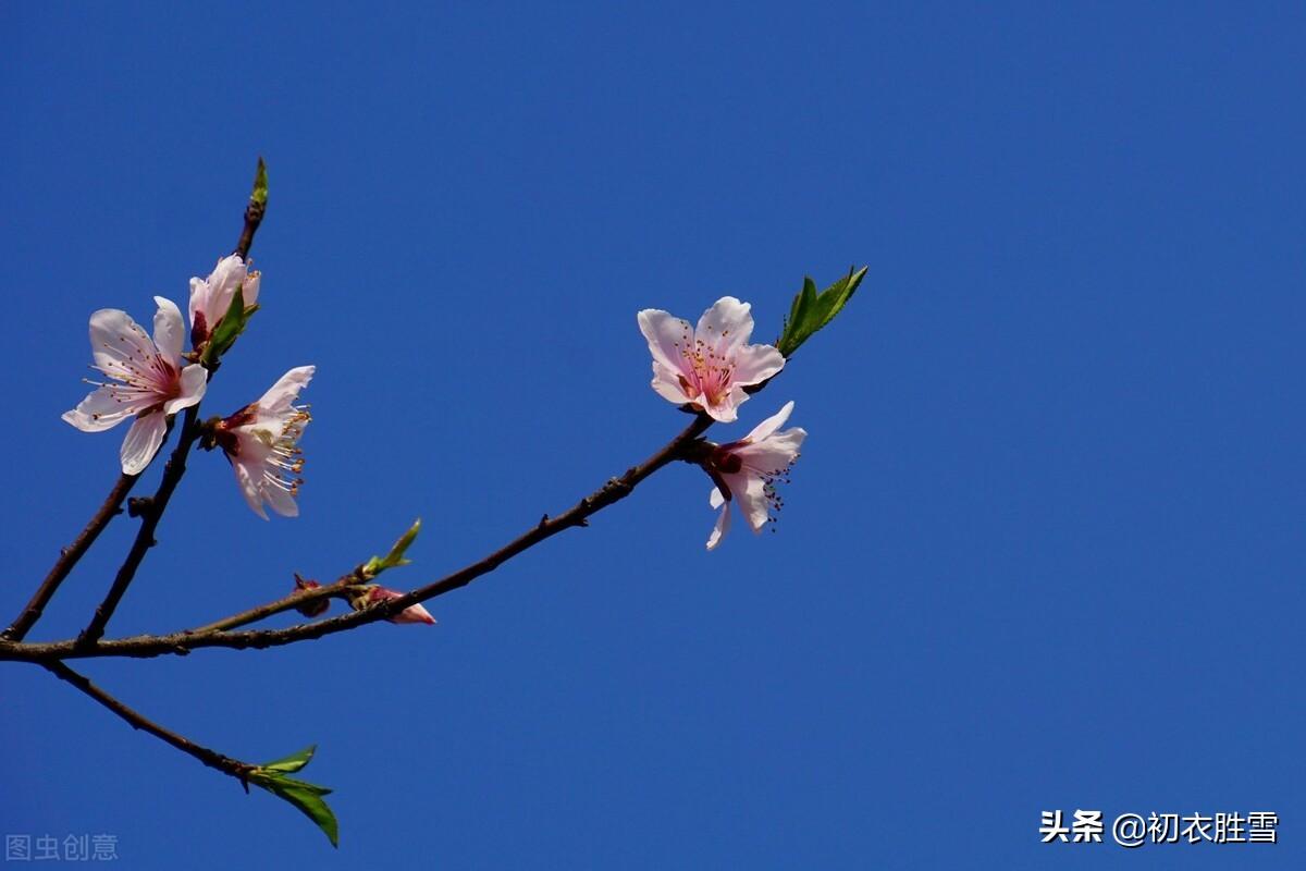 冬月花开五首古诗词(冬月梅花斗雪新，菜子花黄带雨新)