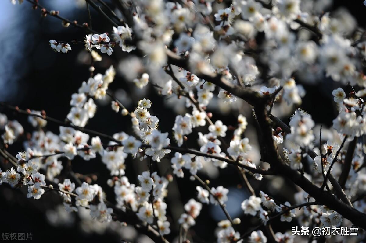 黄景仁清奇梅花五首（占得百花头上死，人生可也当如此）