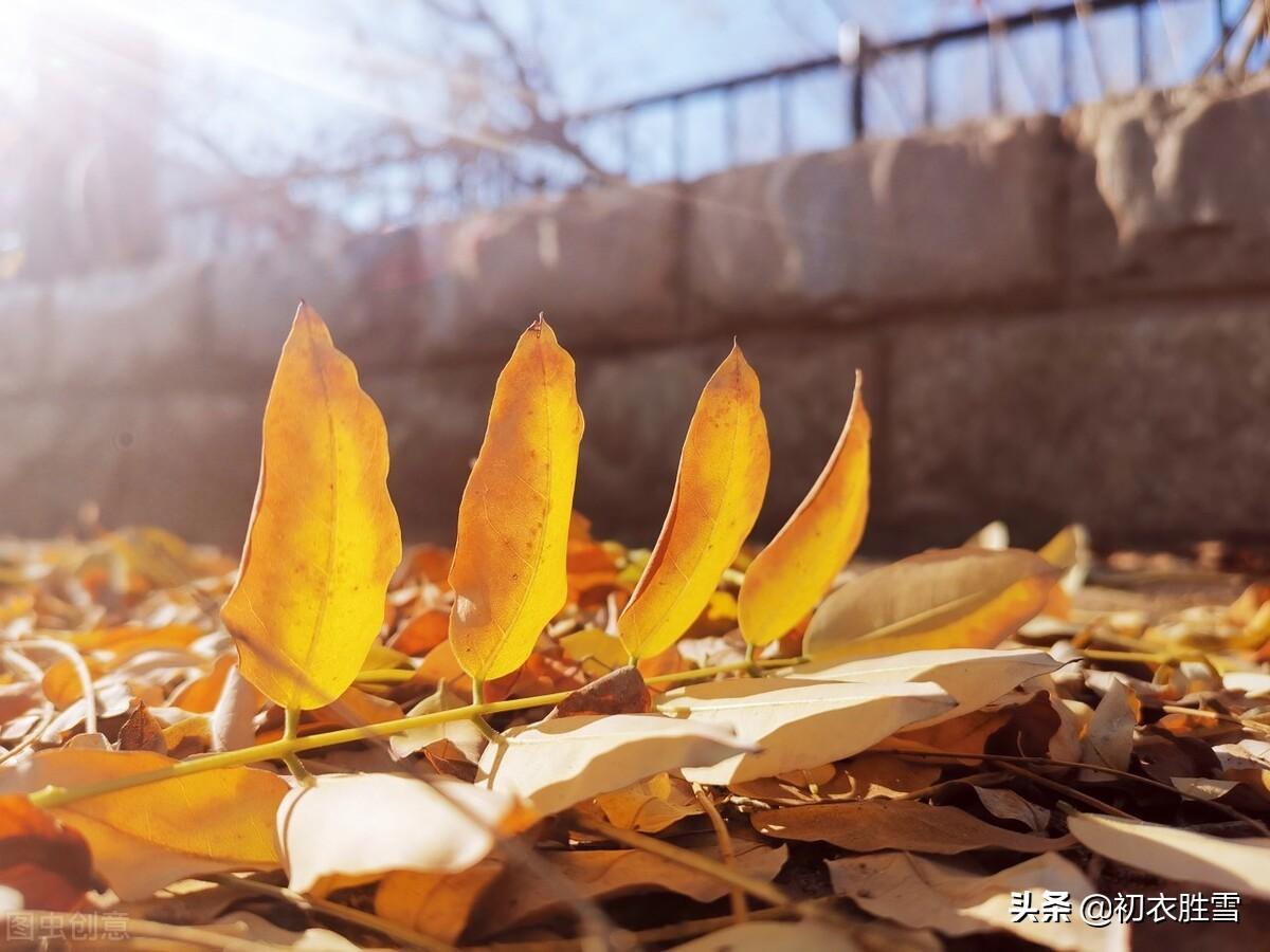 青旆酒家黄叶寺，相逢俱是画中人（初冬黄叶六首诗词）