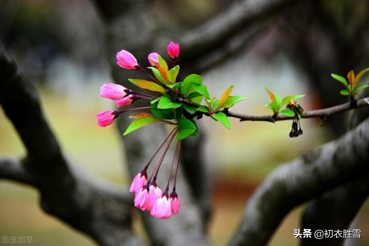 初冬海棠六首经典古诗（昨夜海棠开数朵，一双蝴蝶上阑干）