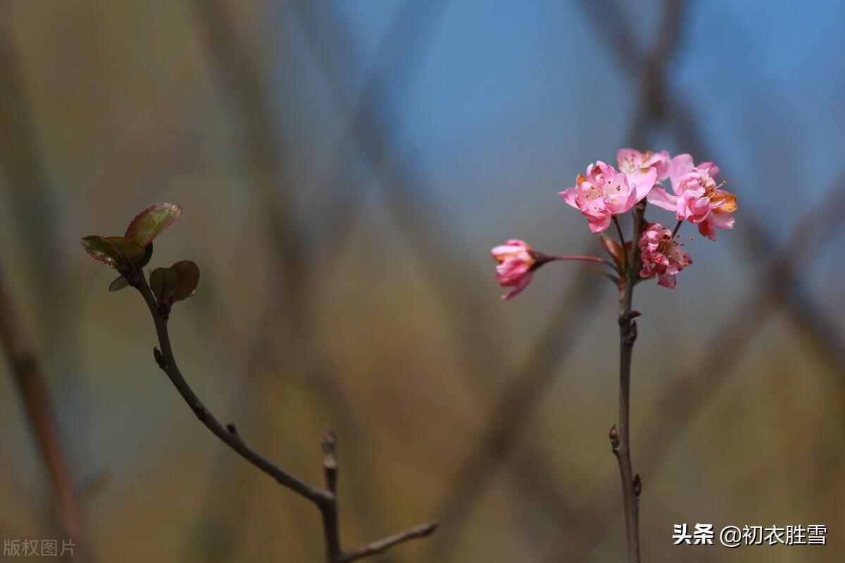 初冬海棠六首经典古诗（昨夜海棠开数朵，一双蝴蝶上阑干）