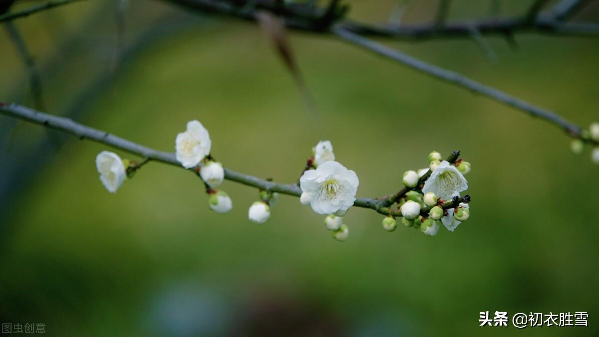 孟冬天地闭，萼绿数花开（清新早梅七首古诗）