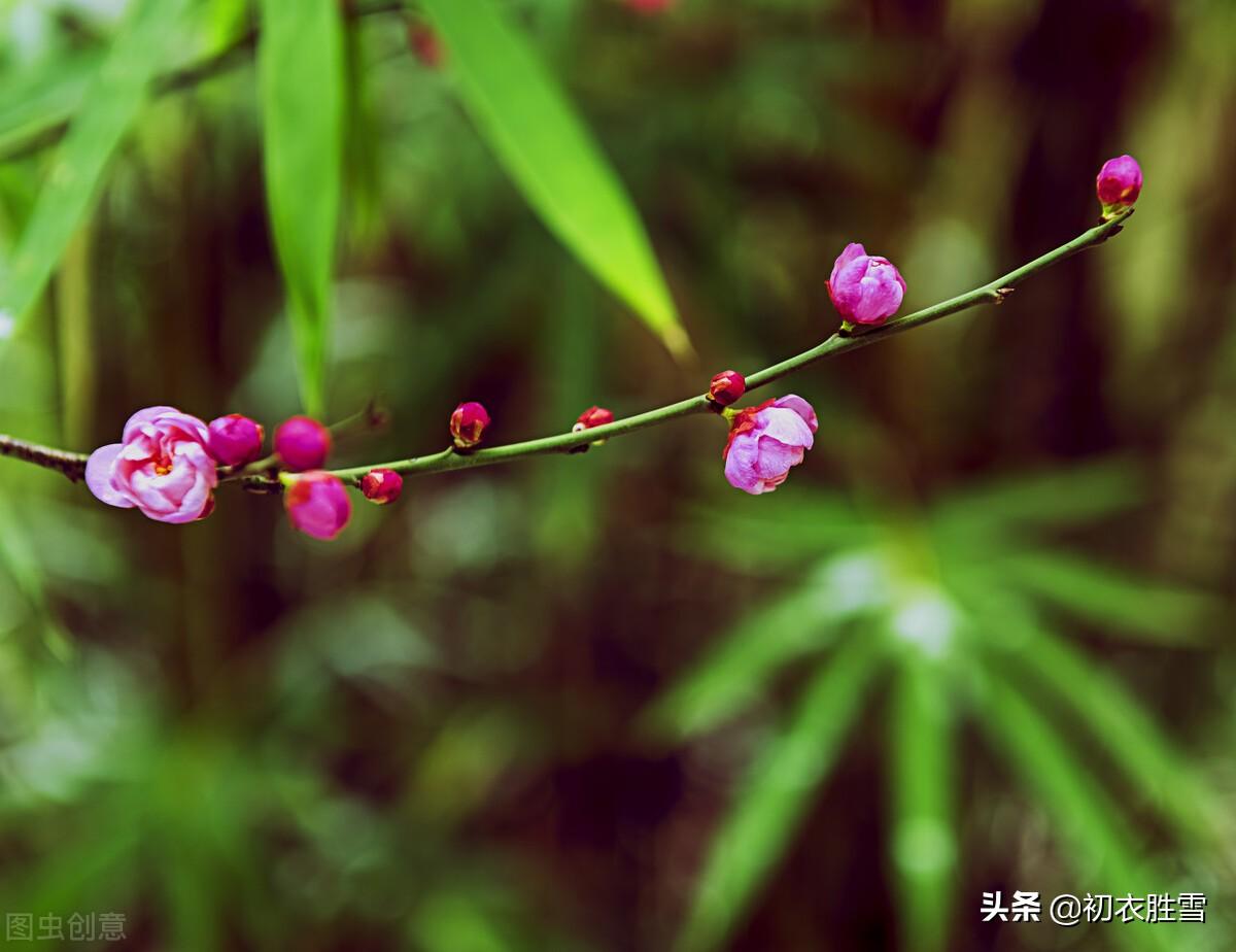 孟冬天地闭，萼绿数花开（清新早梅七首古诗）