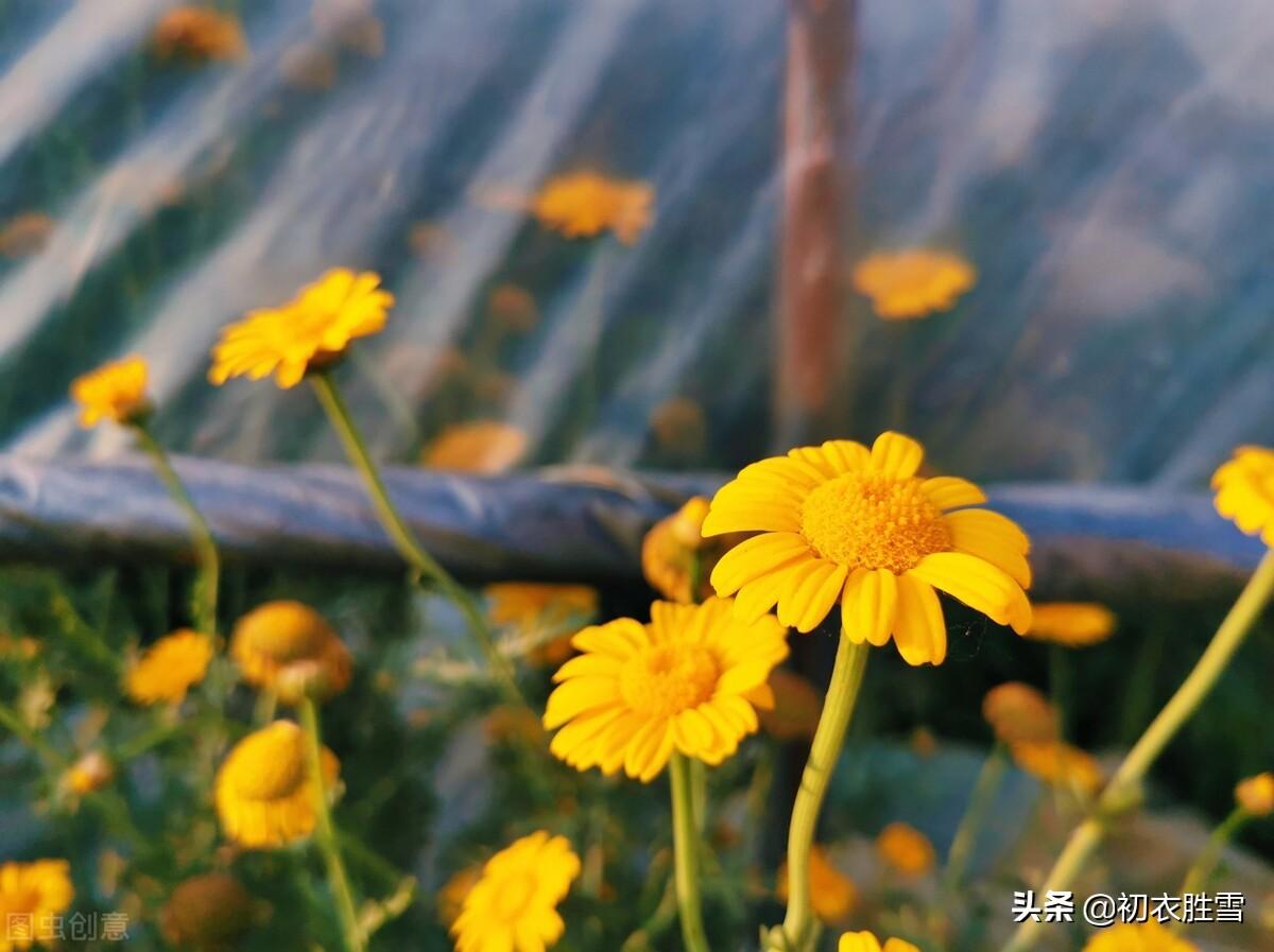 早冬田园六首诗词（冬暖生芦笋，人闲对菊花）