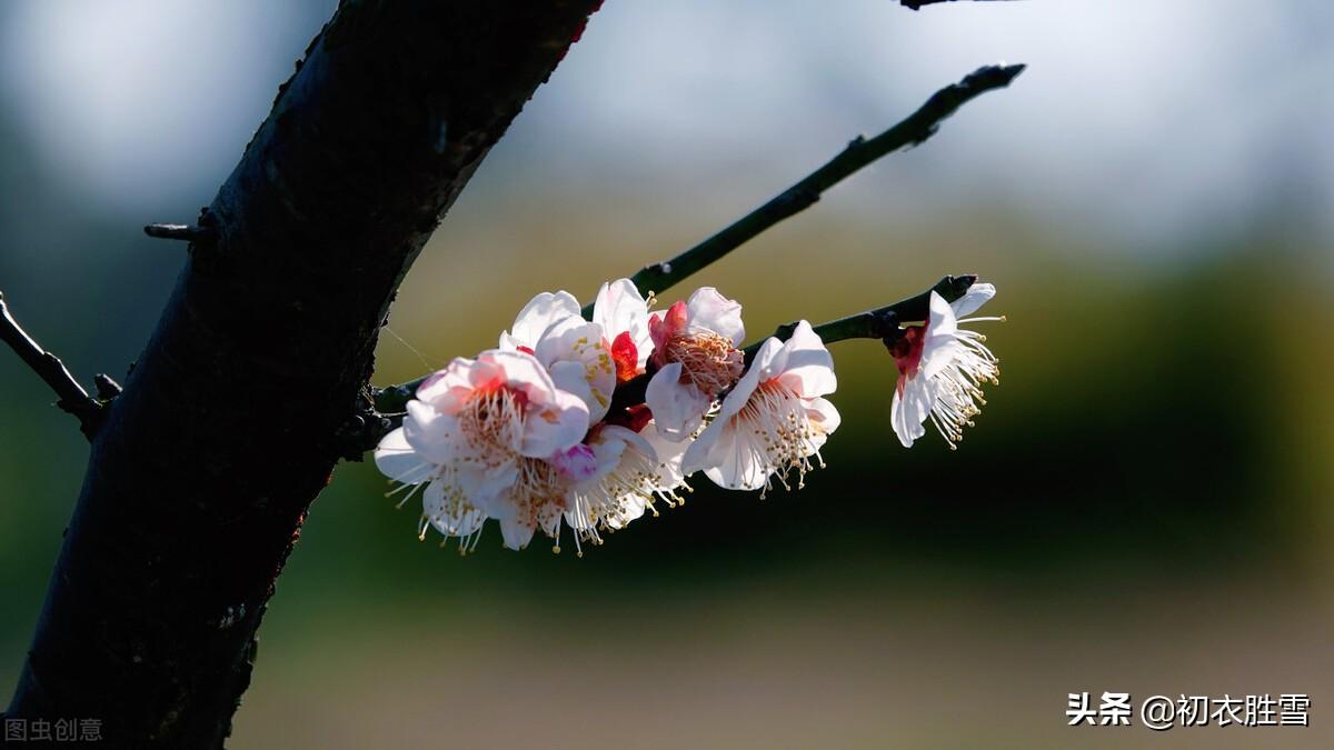 早冬梅花七首古诗（冷艳一枝何处见，何处梅花一绽香）