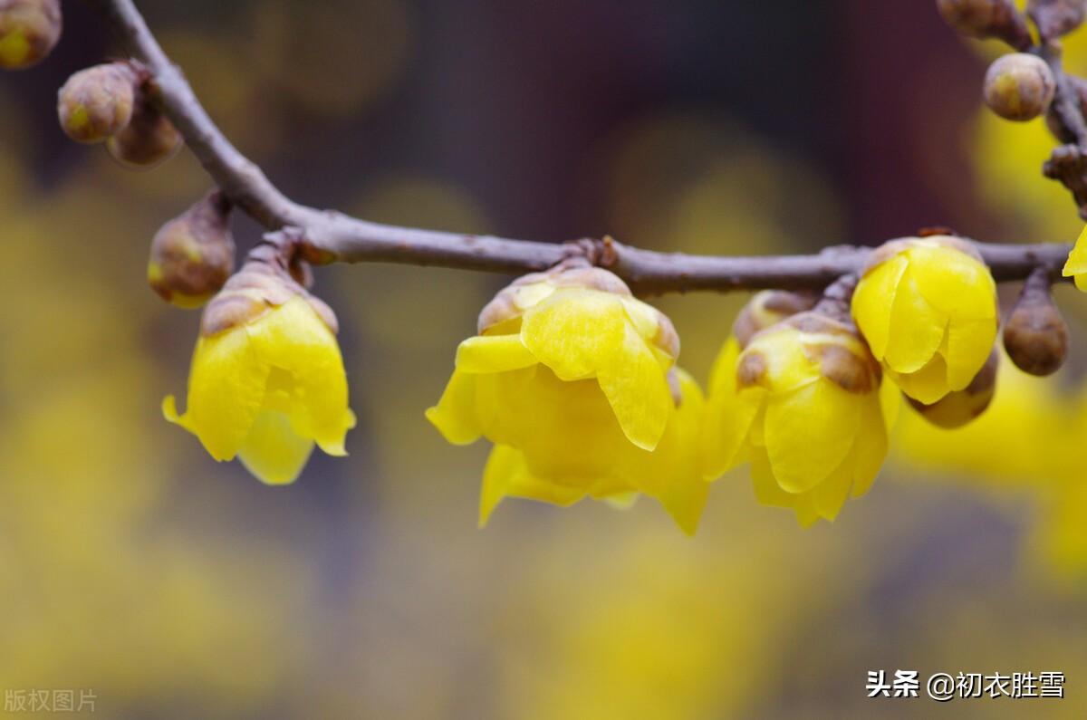 早冬梅花七首古诗（冷艳一枝何处见，何处梅花一绽香）