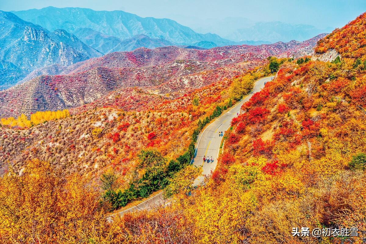 晚秋秋山七首古诗（谁道秋山不宜客，柿叶枫林别样春）