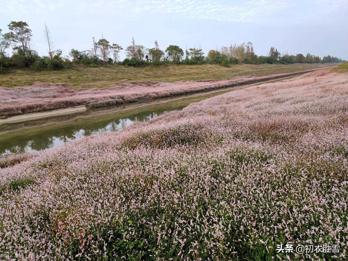 蓼花古诗五首鉴赏（十分秋色无人管，半属芦花半蓼花）