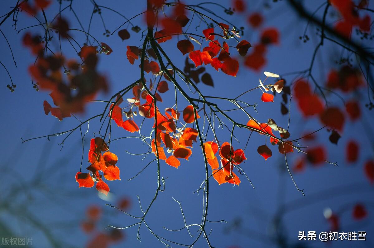 风吹乌臼树，霜月迷行处（​晚秋红叶乌桕七首诗词）