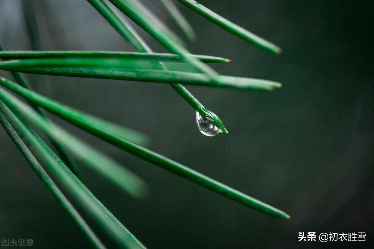 寒露正催黄菊晚，一林寒露紫梨繁（寒露节气古诗四首）