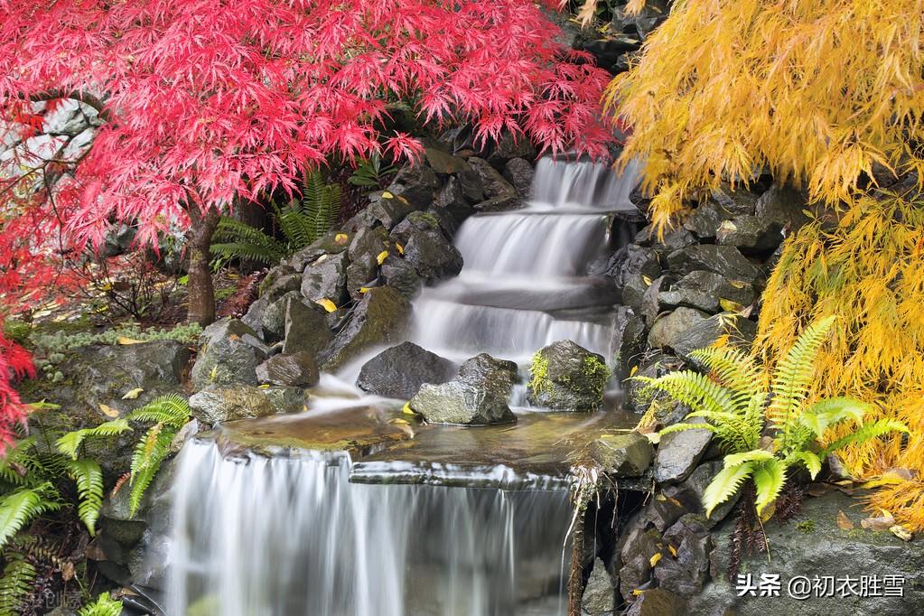 红叶醉秋色，如花不待春（红叶四首诗词）