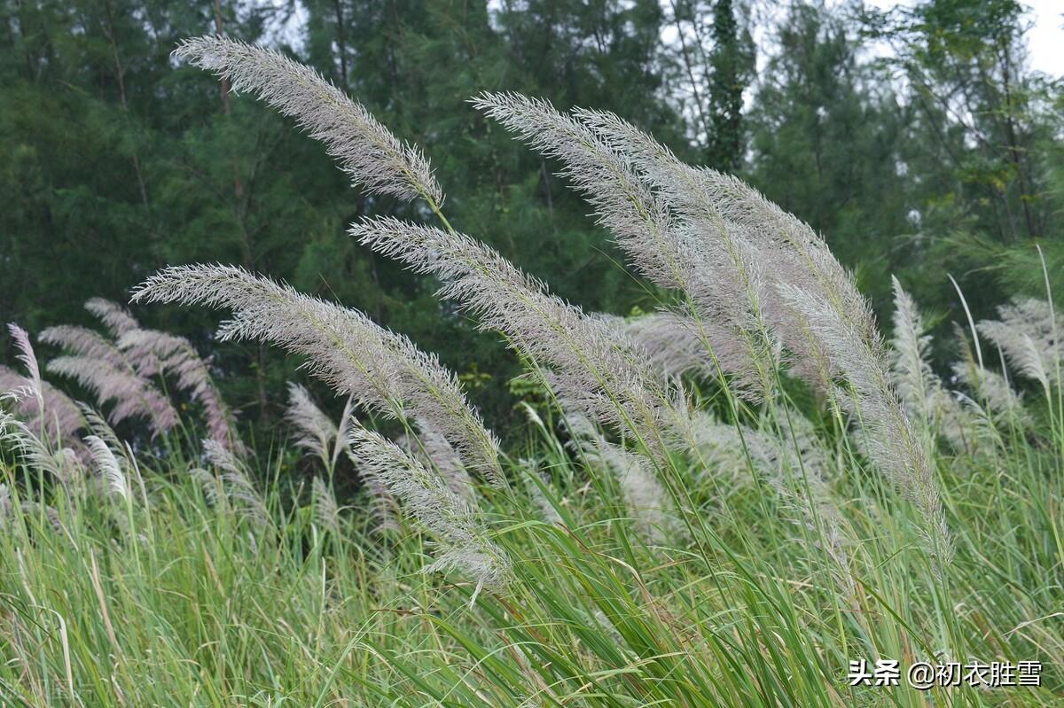 八月九月芦花飞，一丛丛盖钓鱼船（芦花六首诗词名句）