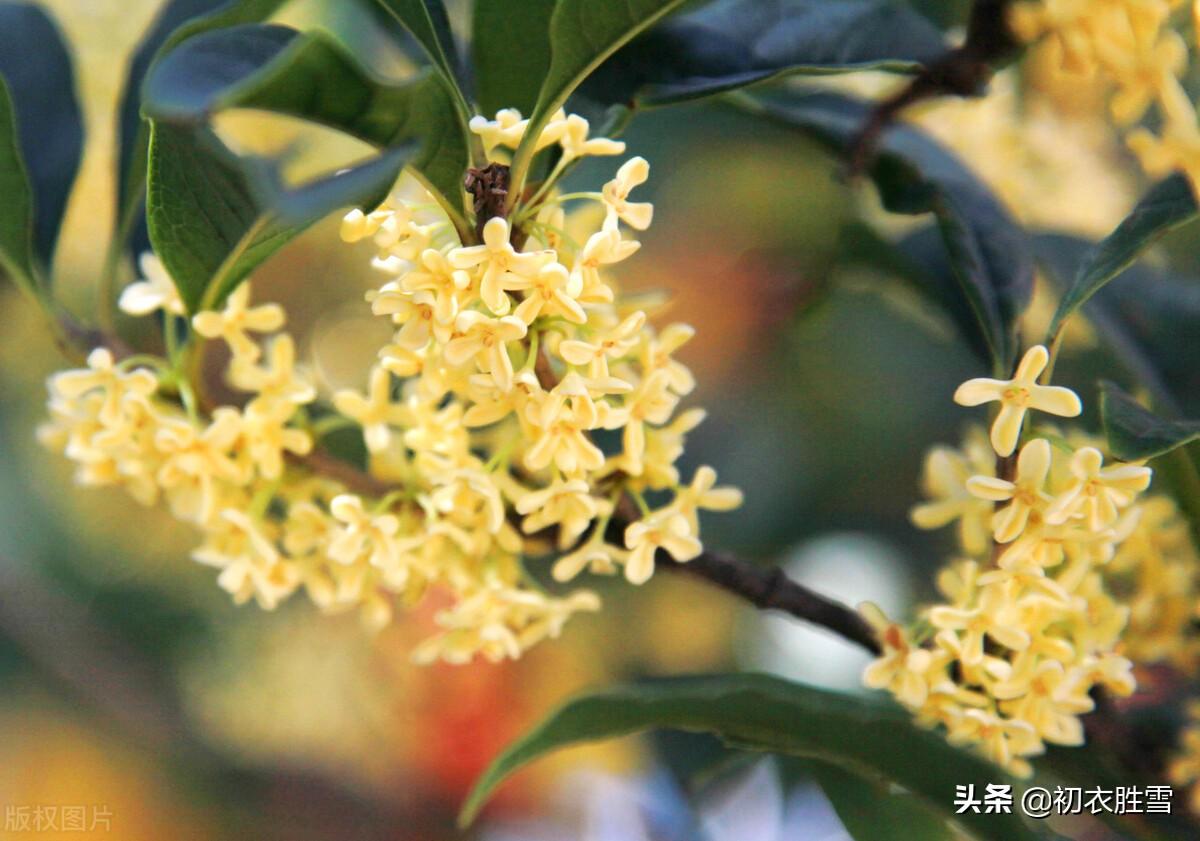 赞美桂花经典诗词（杨万里桂花七首古诗）