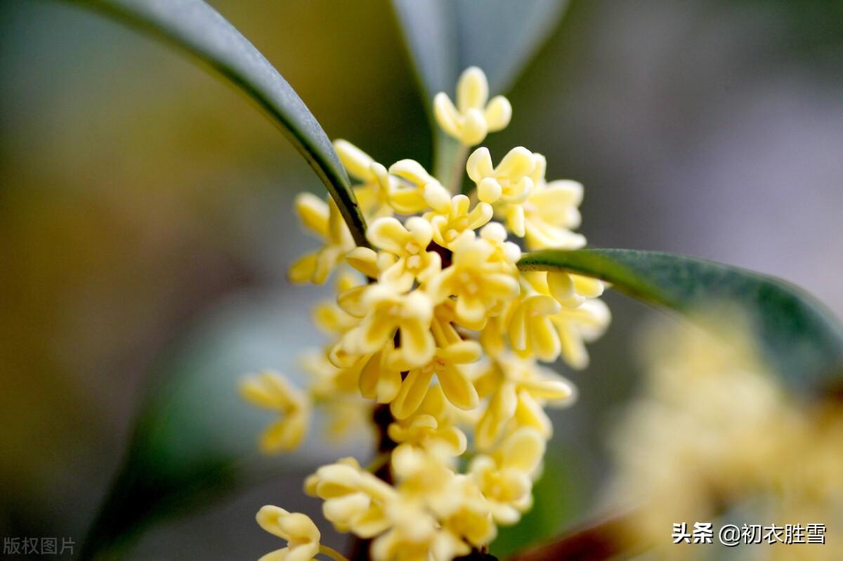 赞美桂花经典诗词（杨万里桂花七首古诗）