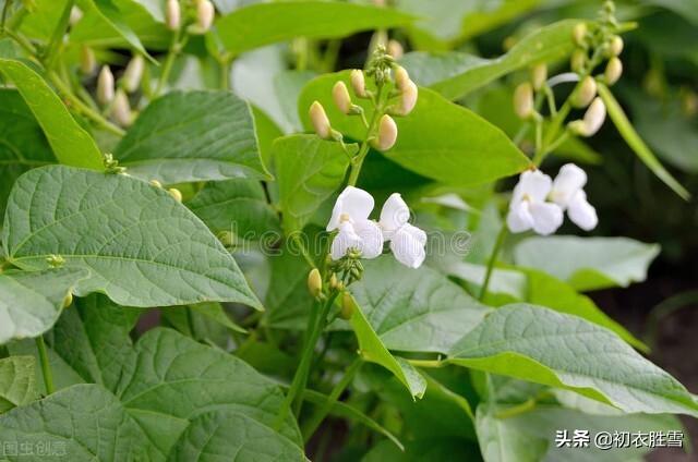 田园豆花七首古诗（白白红红匾豆花，悠悠小蝶飞豆花）