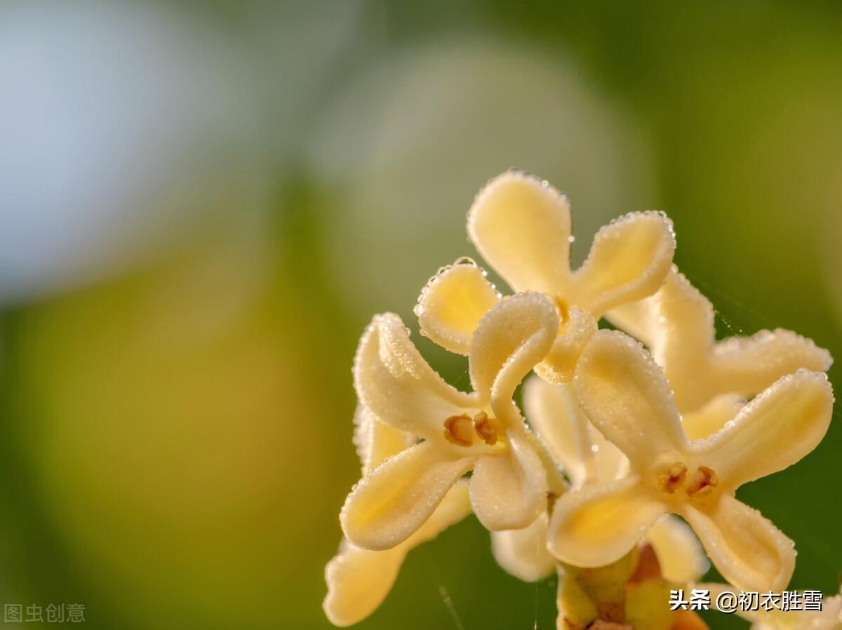 李白白露五首古诗（秋露白如玉，白露湿花时）