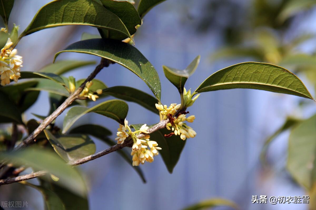 金秋桂花三首优美古诗（枝生无限月，花满自然秋）