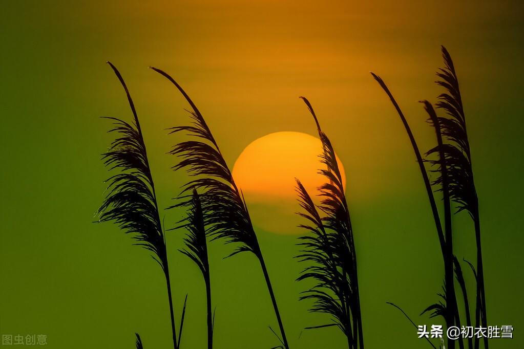 早秋秋草五首诗词（凤髻抛残秋草生，回廊远砌生秋草）