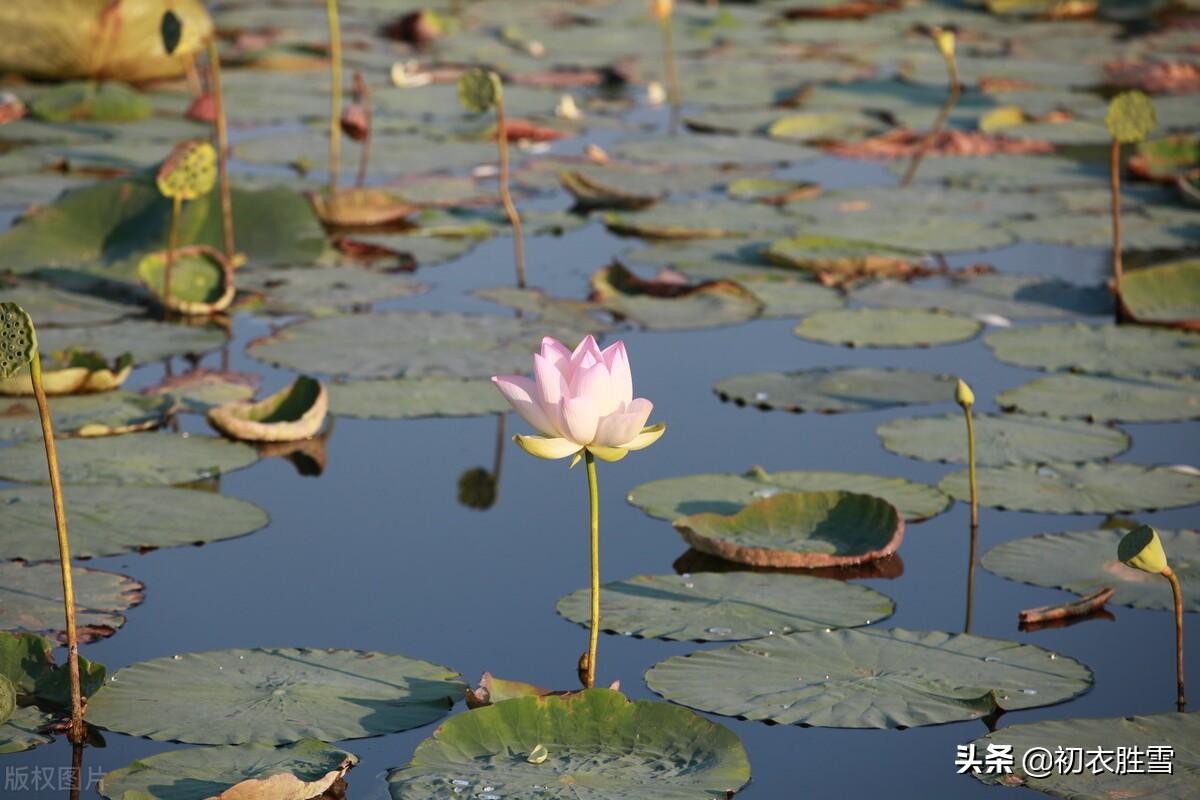 洛阳城里见秋风，夜来秋气满人间（初秋秋思六首古诗）