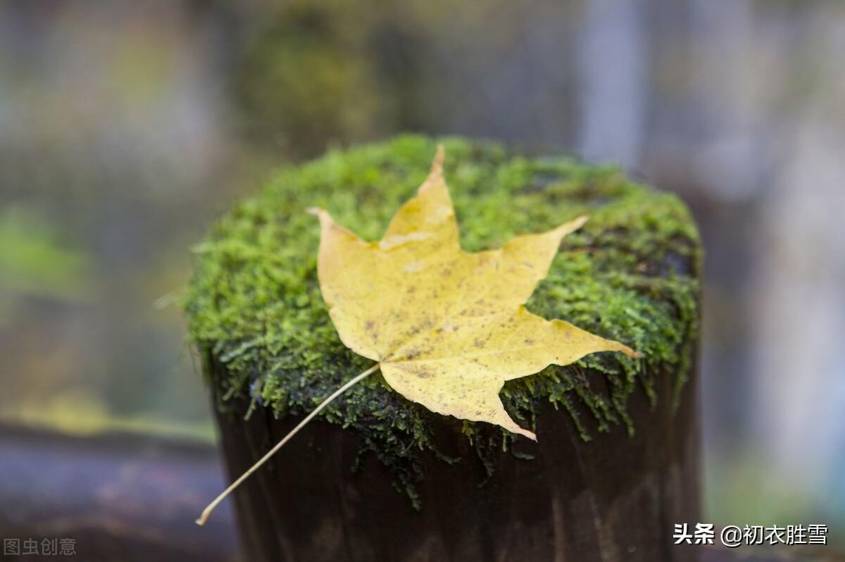 红叶青苔地，白露湿青苔（唐诗六首青苔落叶）