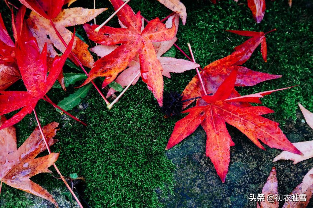 红叶青苔地，白露湿青苔（唐诗六首青苔落叶）