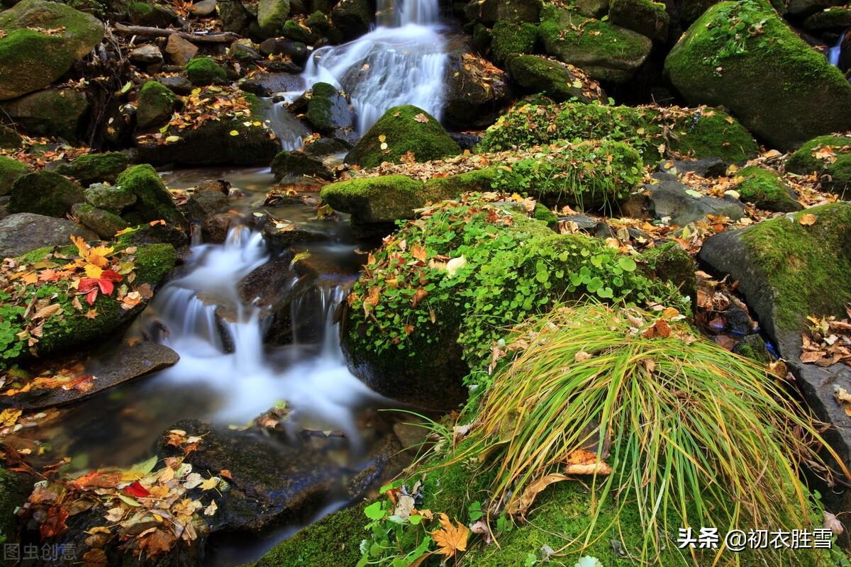 红叶青苔地，白露湿青苔（唐诗六首青苔落叶）