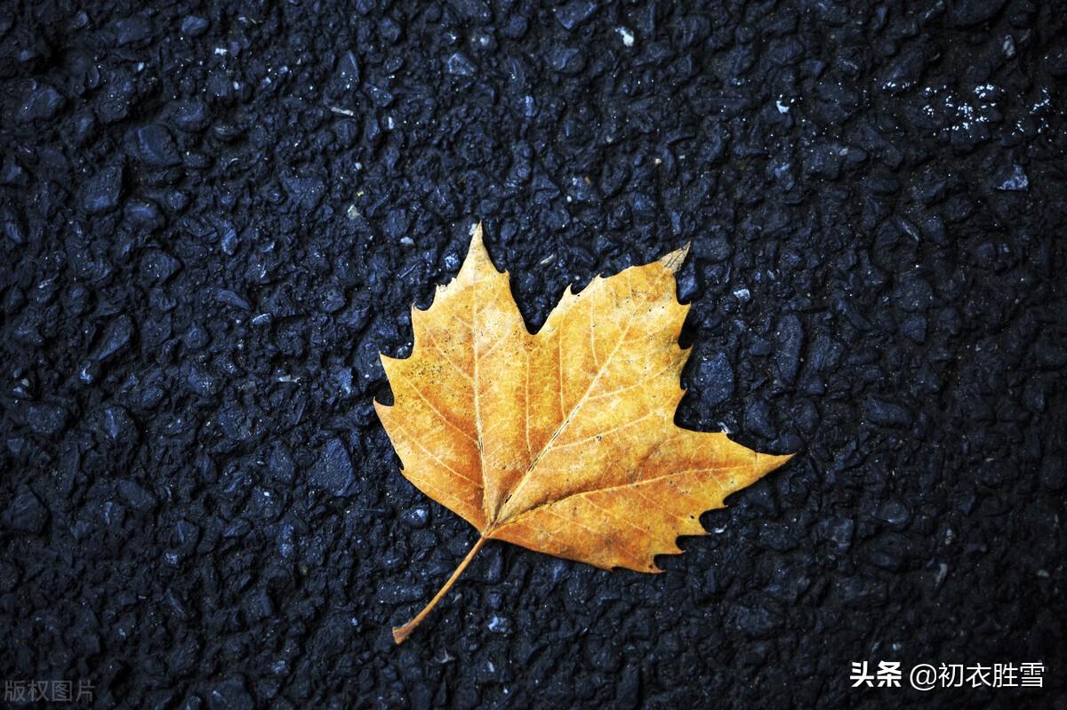 七夕唯美古诗大全（风雨七夕唯美诗词）