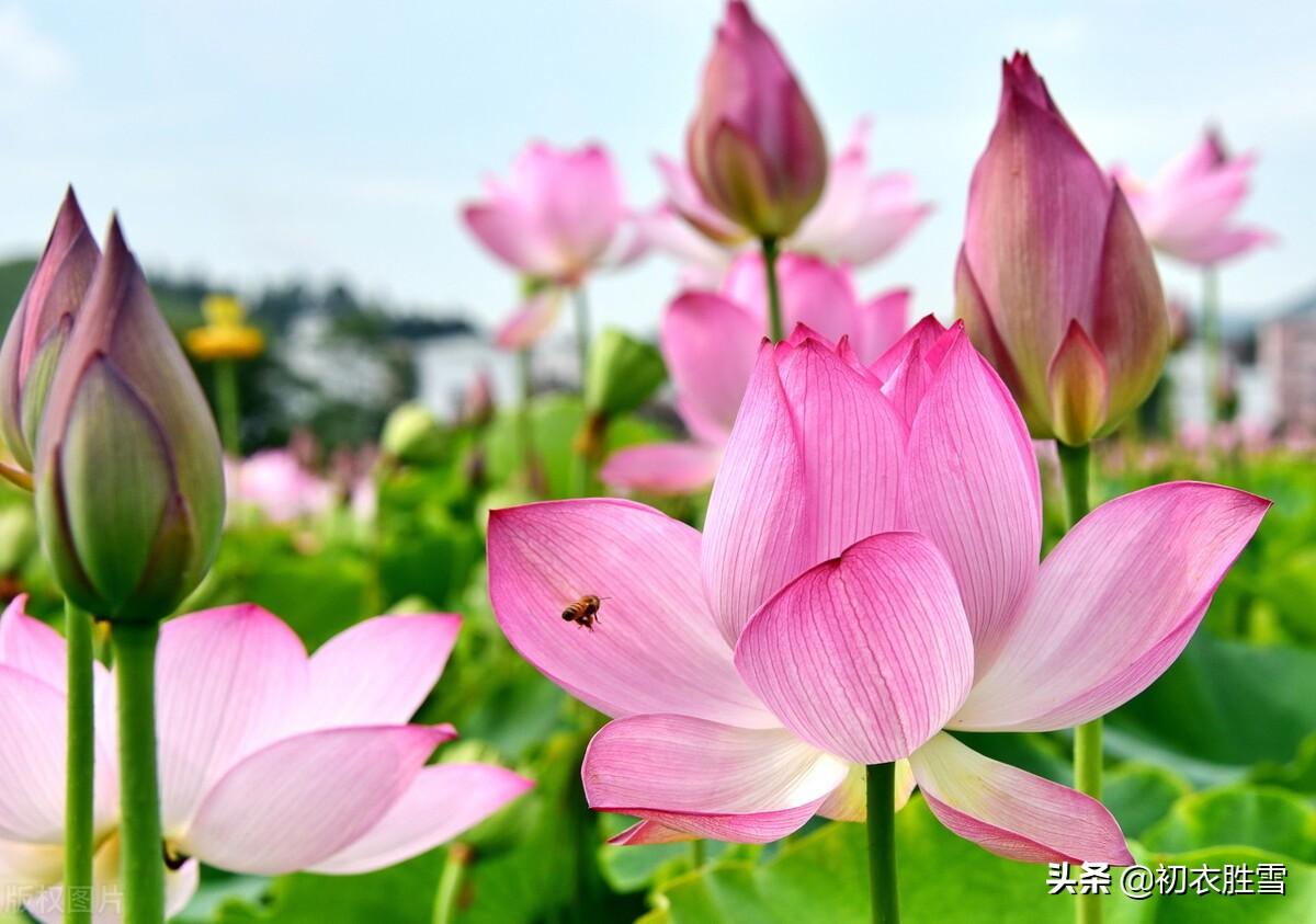 立秋节气五首古诗（相看菡萏千花色，不受梧桐一叶秋）