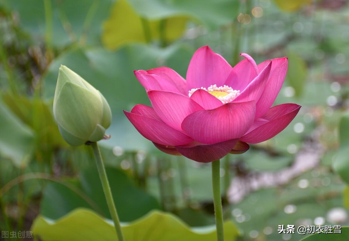 荷花10首诗词名句（芙蓉葩红鲜，莲心彻底红）