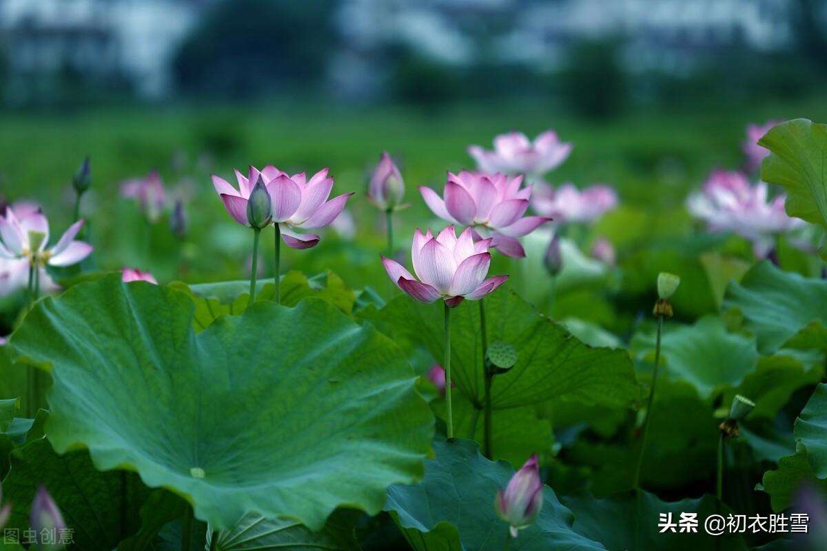 开花叶正圆，雾露隐芙蓉（荷塘月色8首诗词）