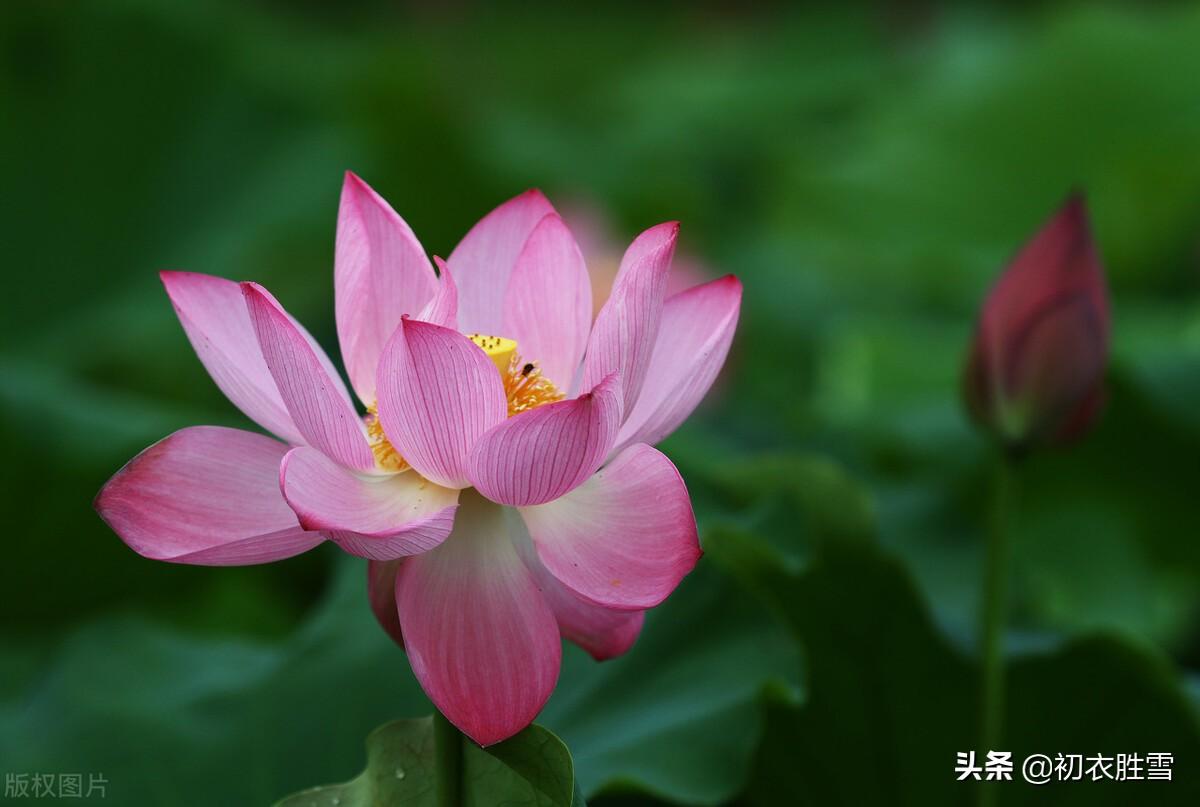 开花叶正圆，雾露隐芙蓉（荷塘月色8首诗词）