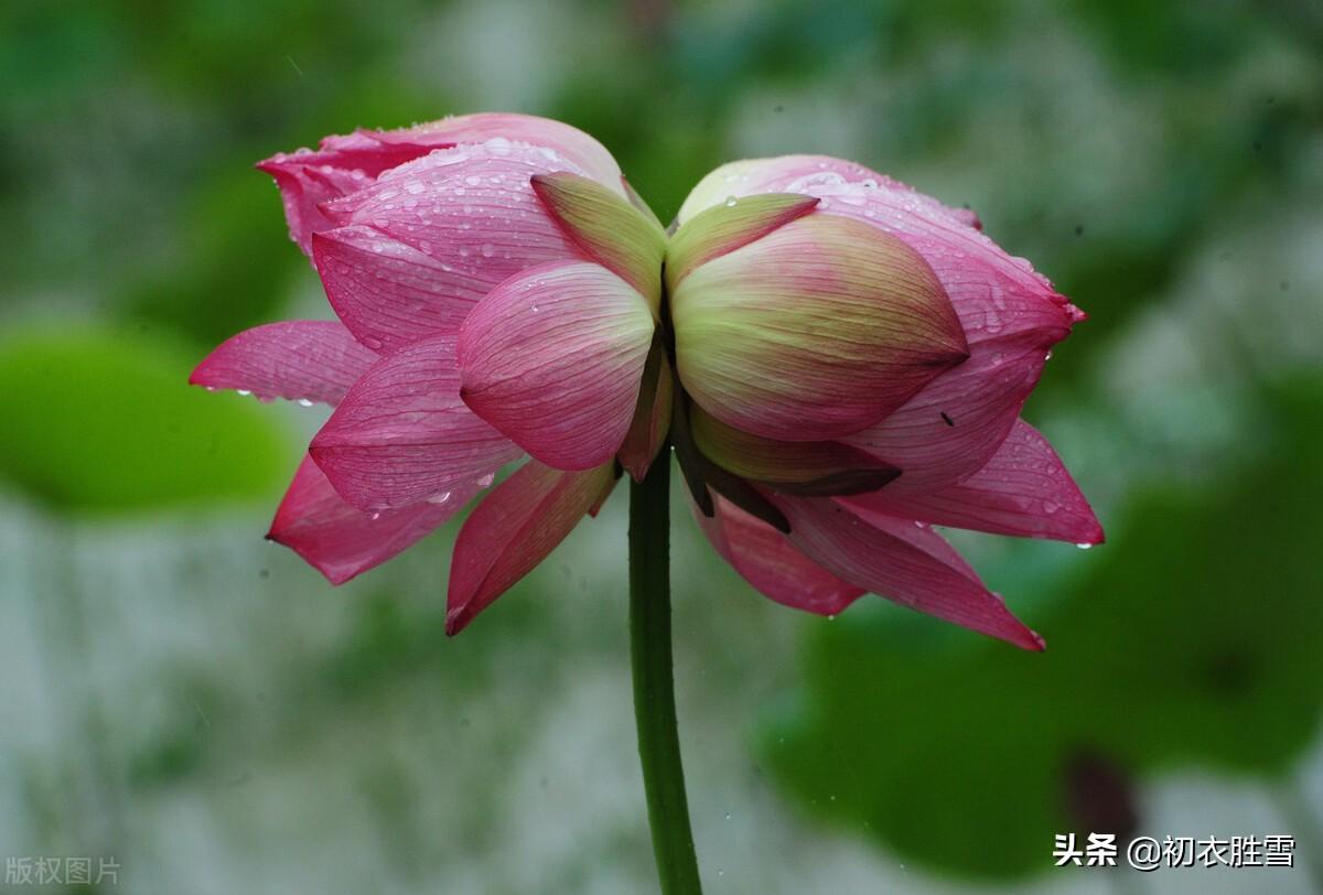 开花叶正圆，雾露隐芙蓉（荷塘月色8首诗词）